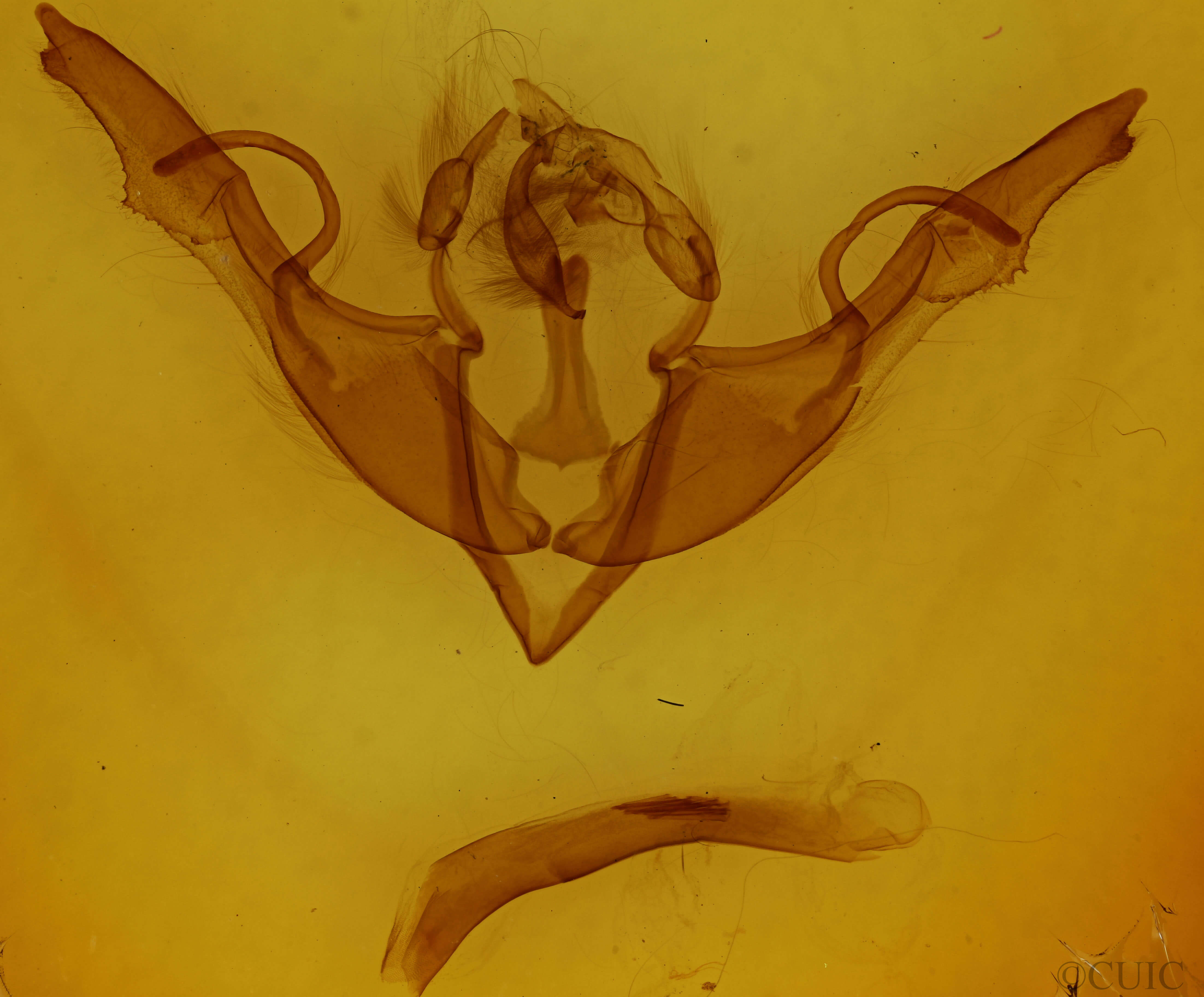 genitalia view of adult Lithophane grotei