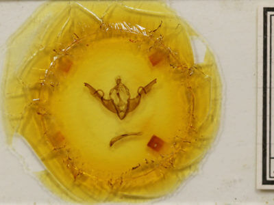 slide view of adult Lithophane grotei