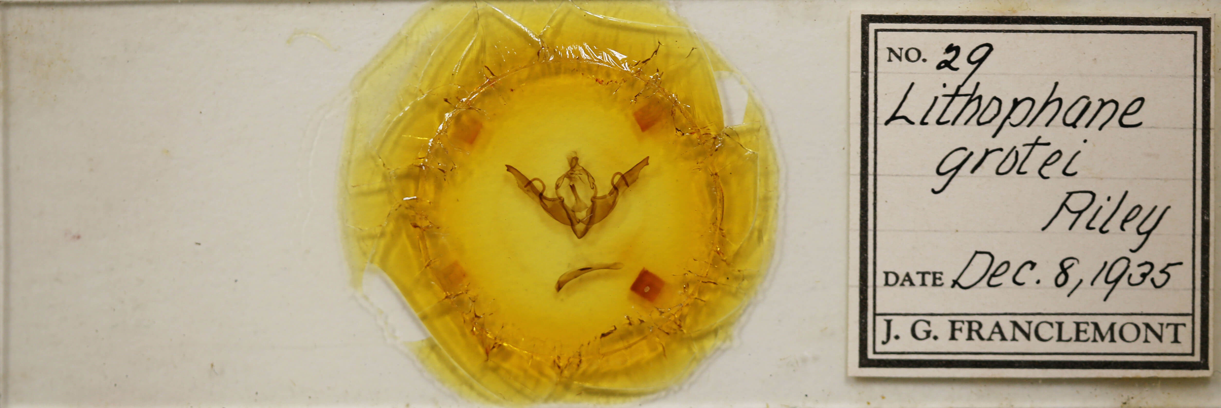 slide view of adult Lithophane grotei