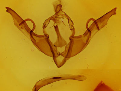 genitalia view of adult Lithophane grotei