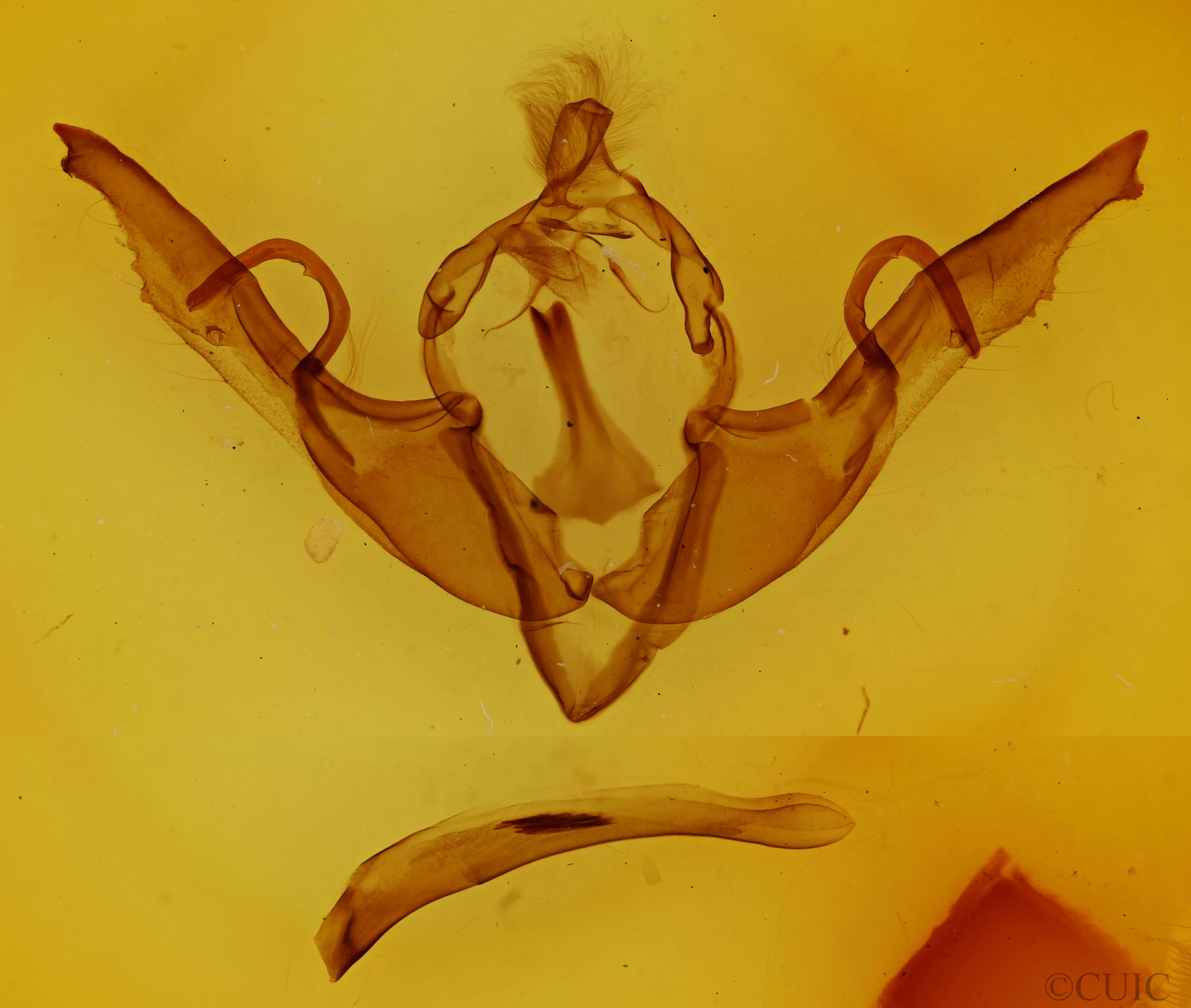 genitalia view of adult Lithophane grotei