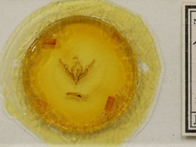 slide view of adult Lithophane petulca