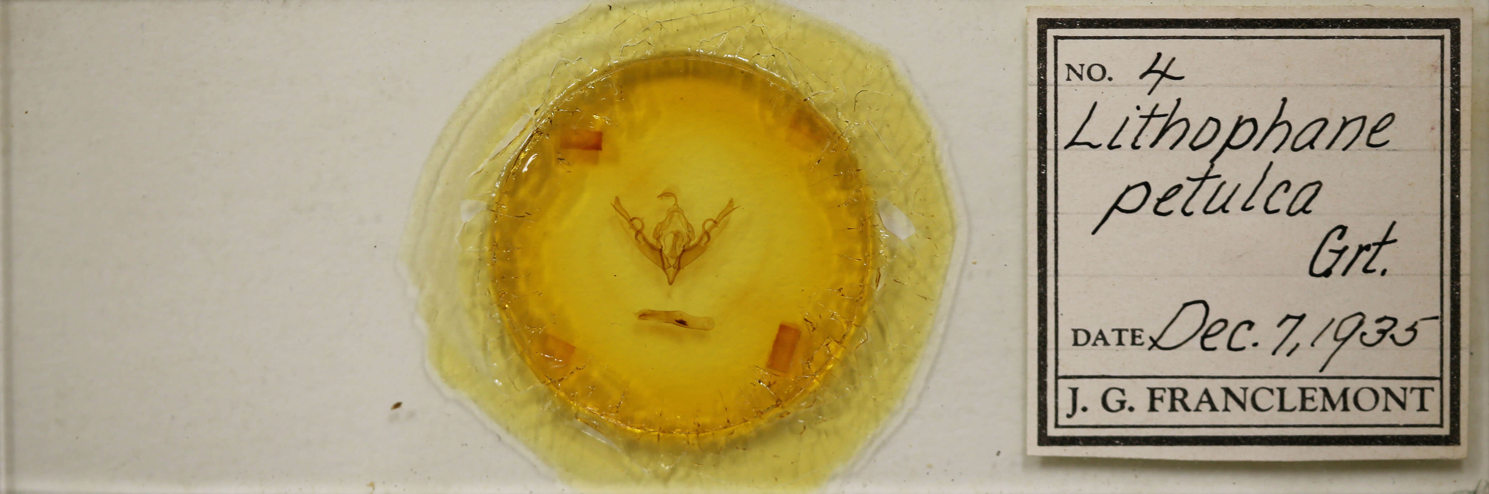 slide view of adult Lithophane petulca