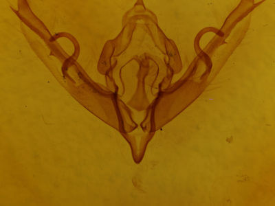 genitalia view of adult Lithophane petulca