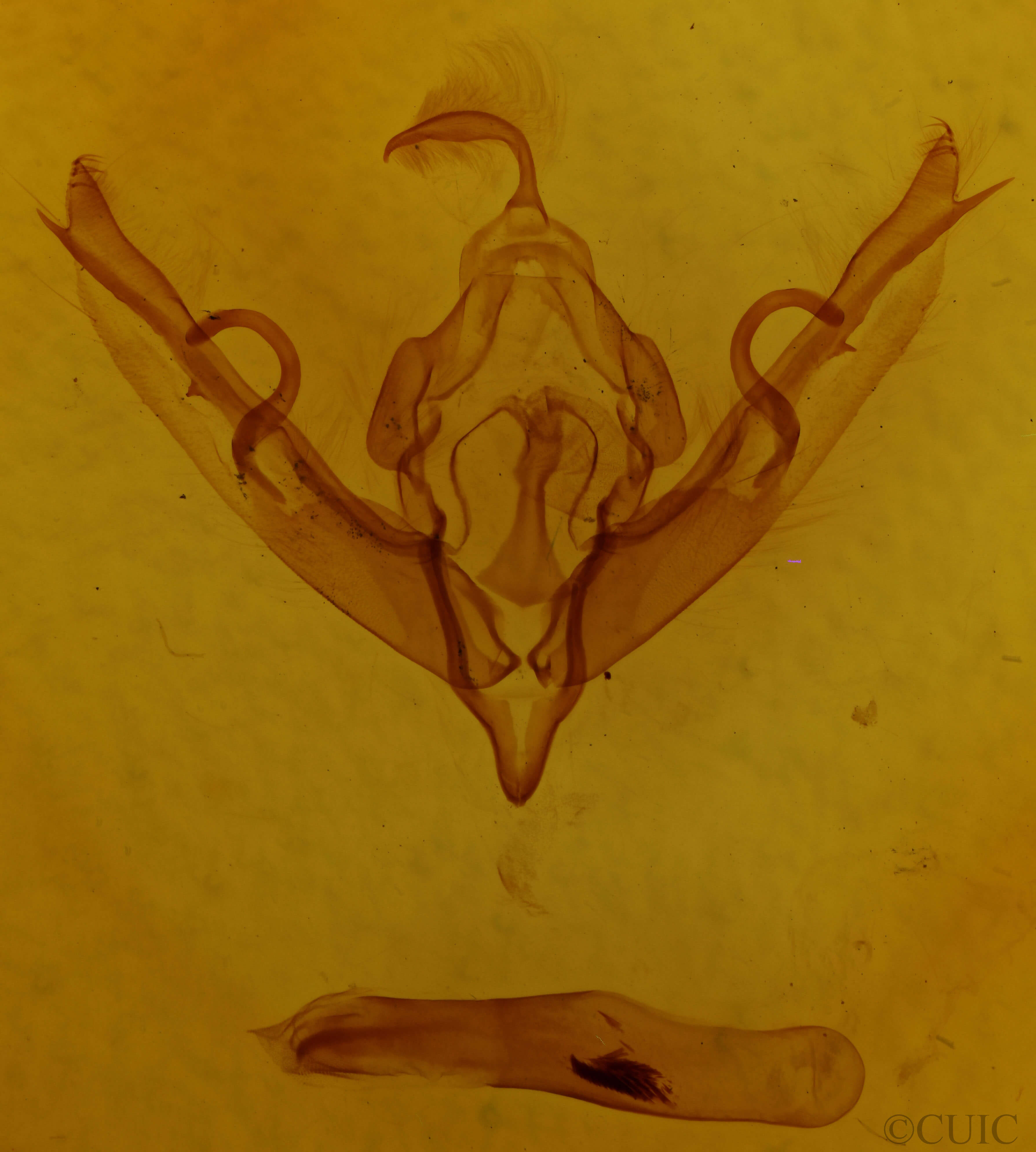 genitalia view of adult Lithophane petulca