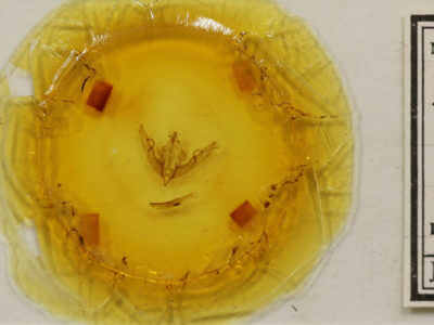 slide view of adult Lithophane petulca