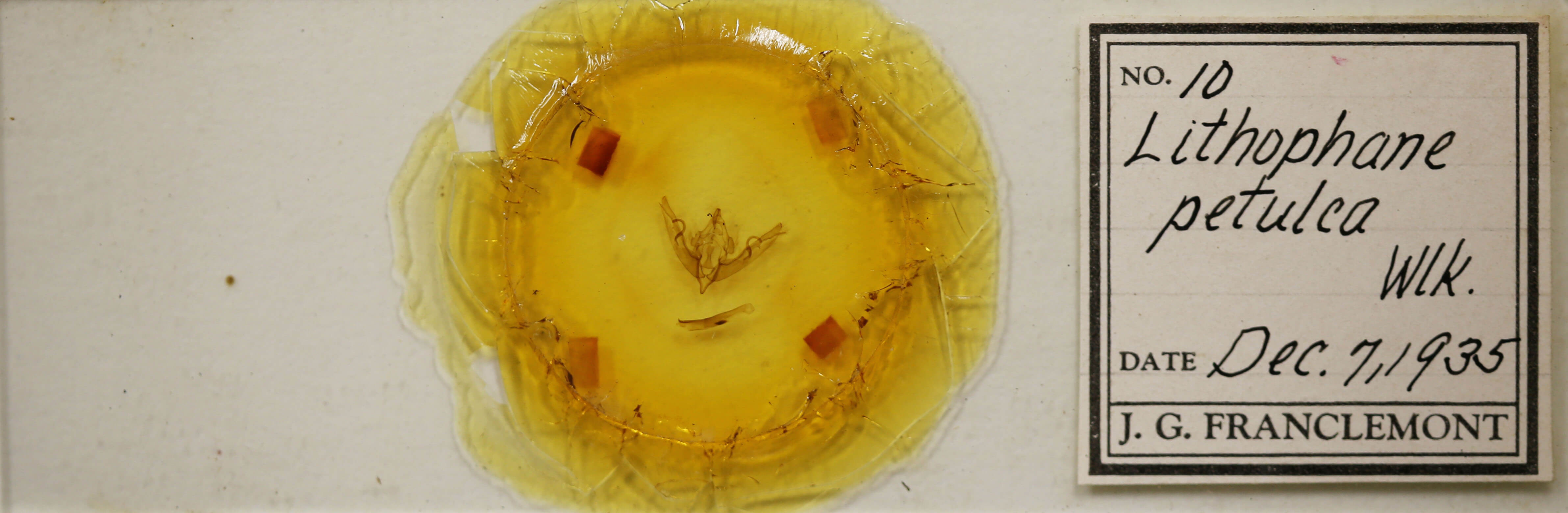 slide view of adult Lithophane petulca