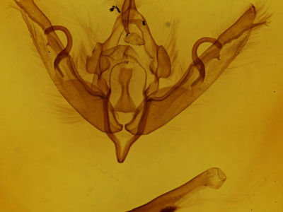 genitalia view of adult Lithophane petulca