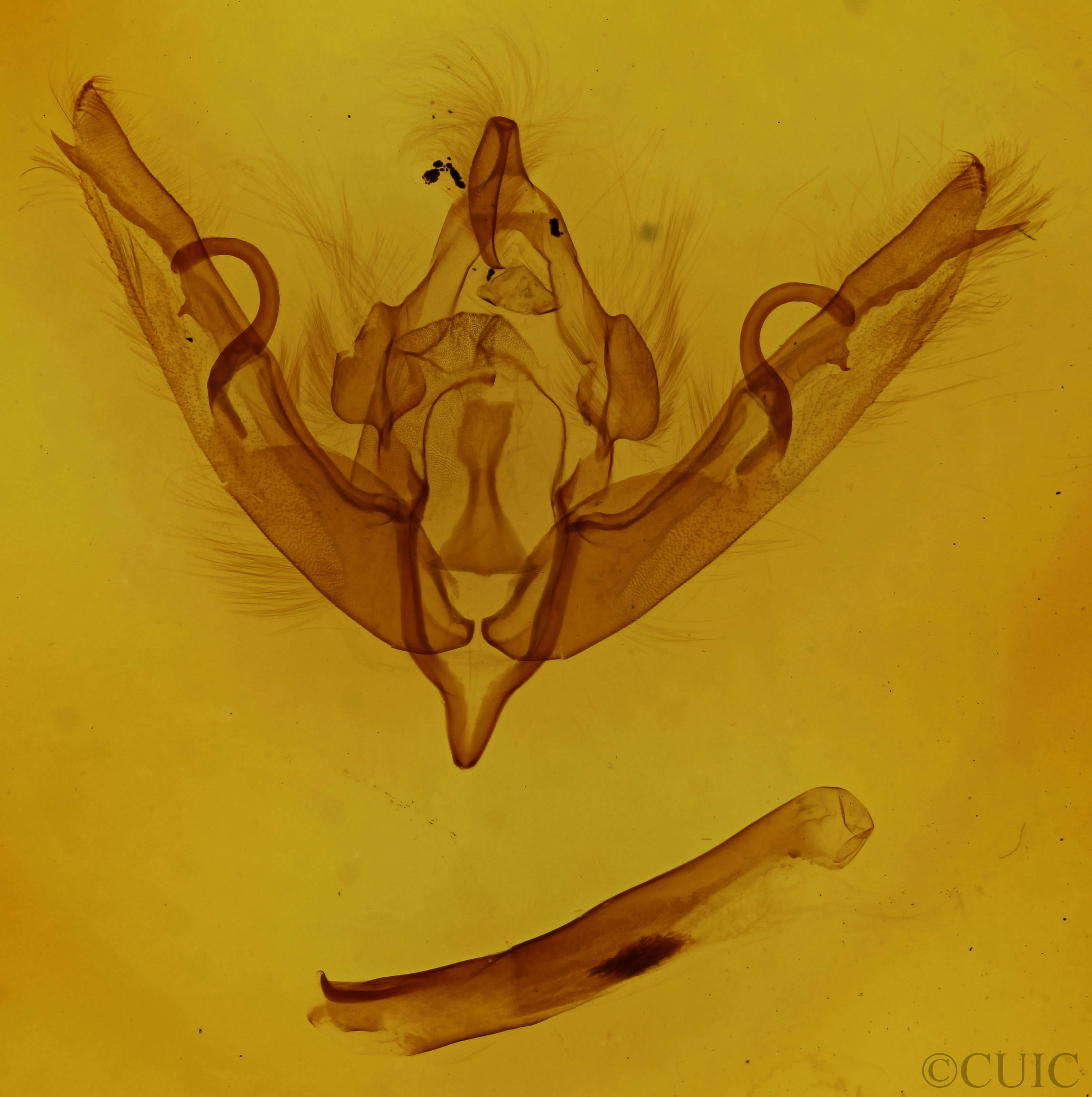 genitalia view of adult Lithophane petulca