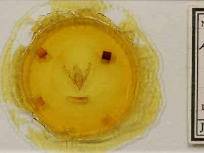 slide view of adult Lithophane signosa