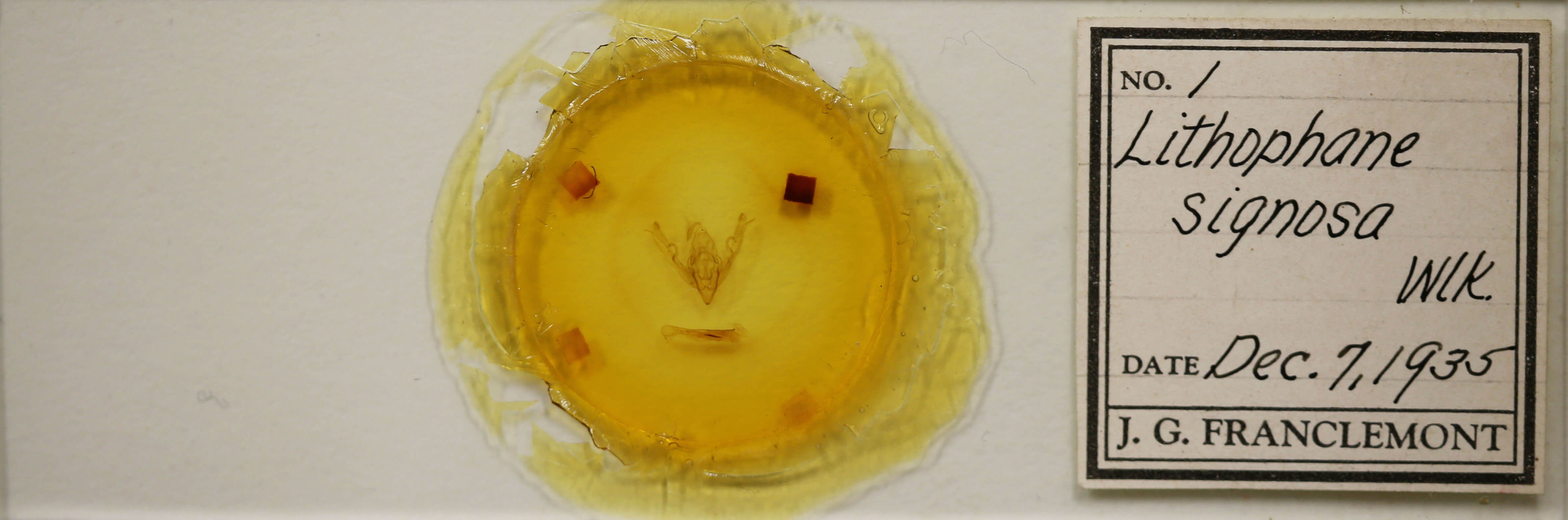 slide view of adult Lithophane signosa