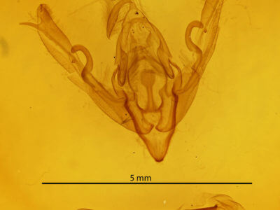 genitalia view of adult Lithophane signosa