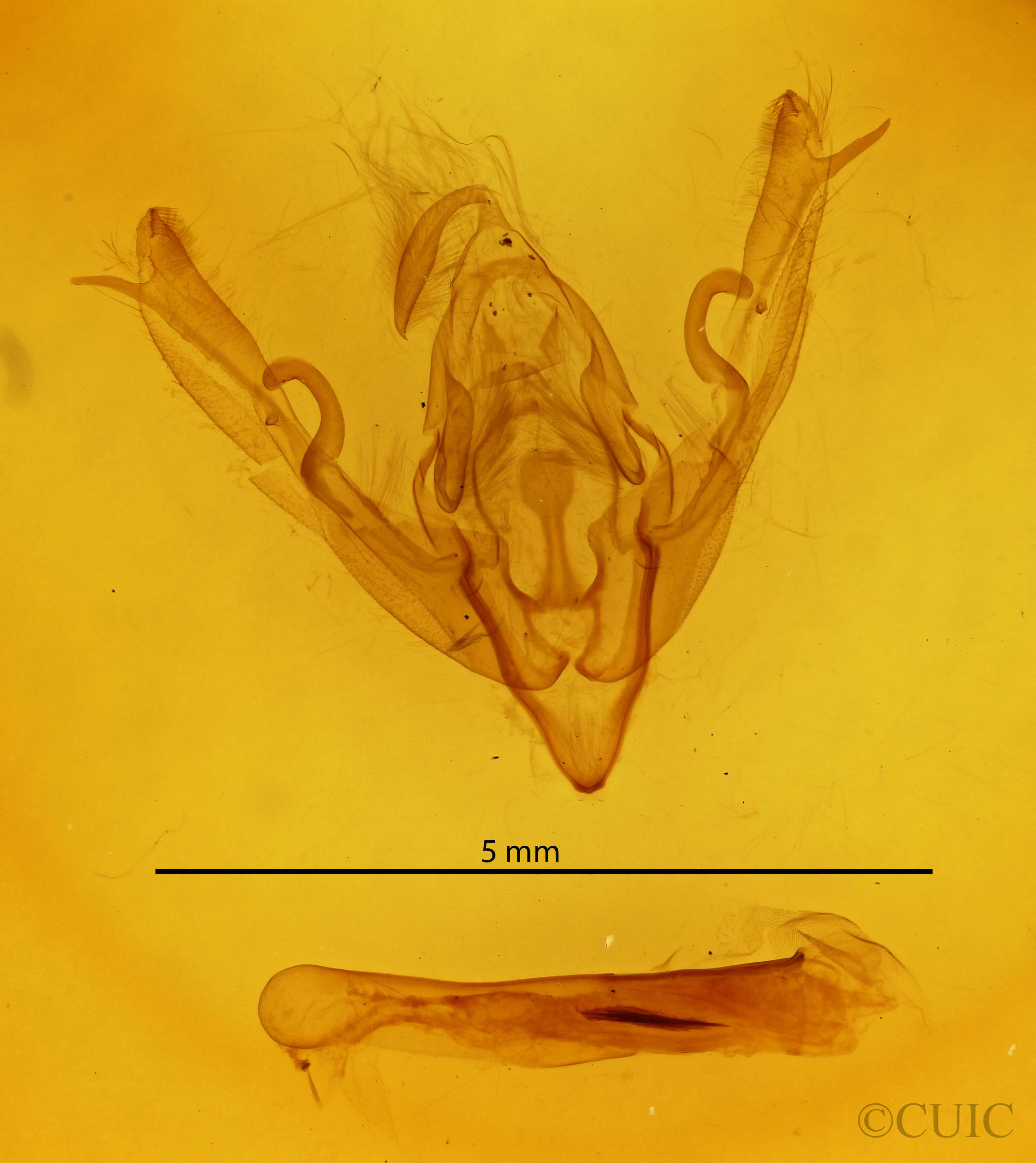 genitalia view of adult Lithophane signosa