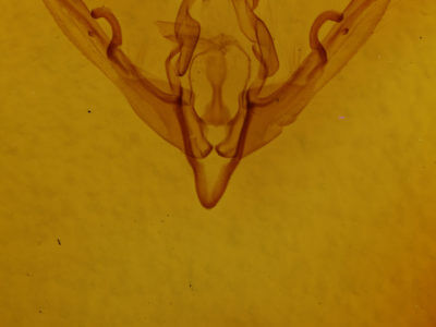 genitalia view of adult Lithophane signosa