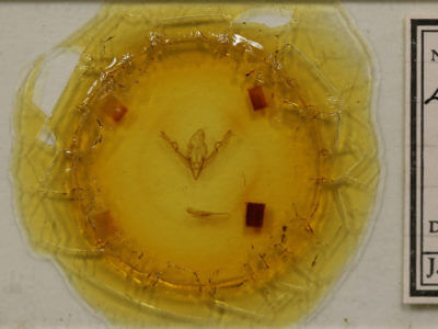 slide view of adult Lithophane signosa