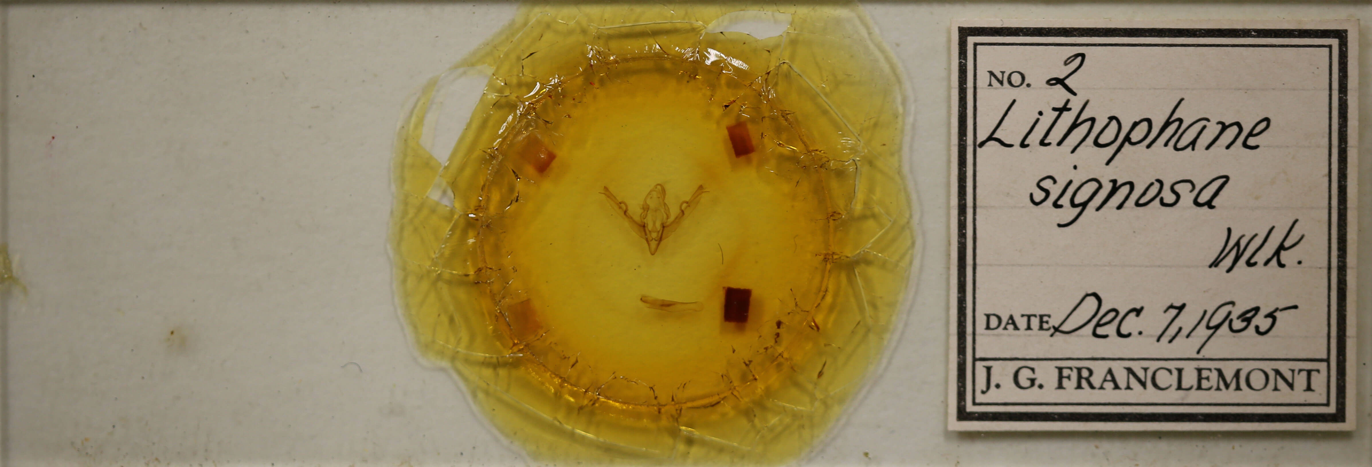 slide view of adult Lithophane signosa