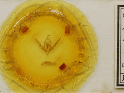 slide view of adult Lithophane viridipallens