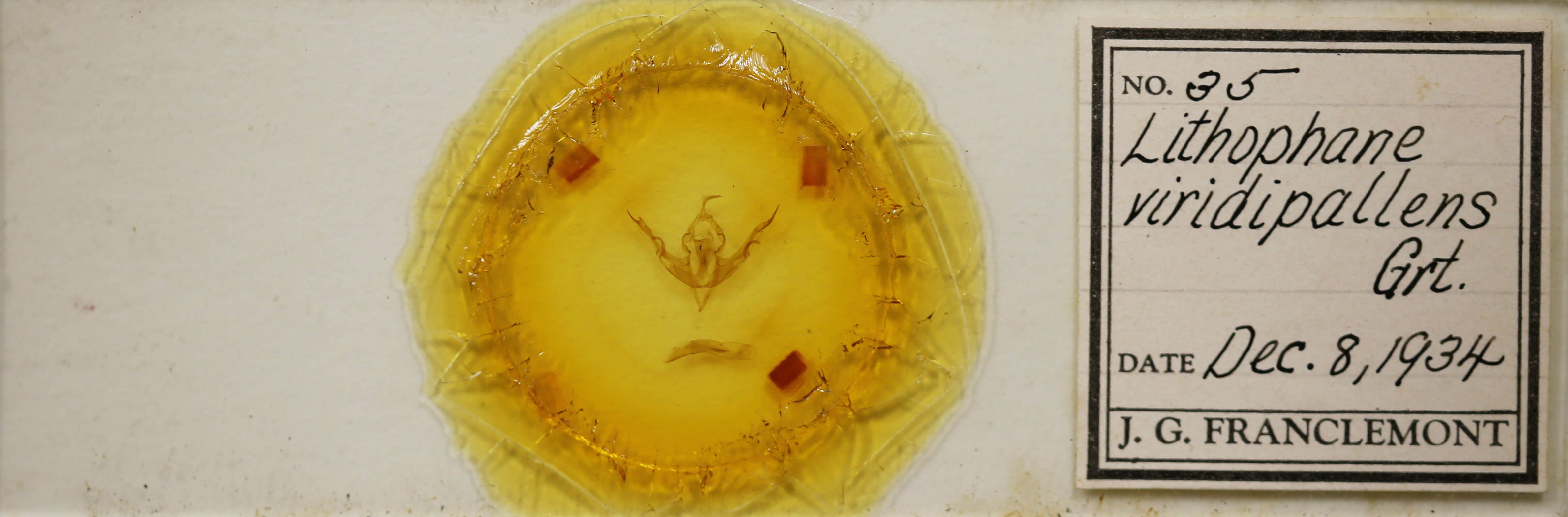 slide view of adult Lithophane viridipallens