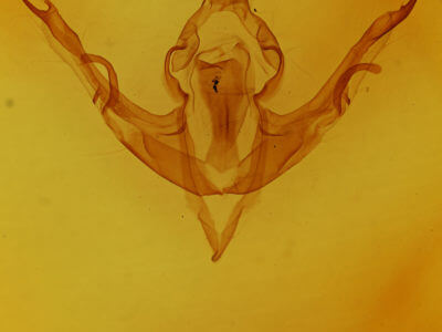 genitalia view of adult Lithophane viridipallens