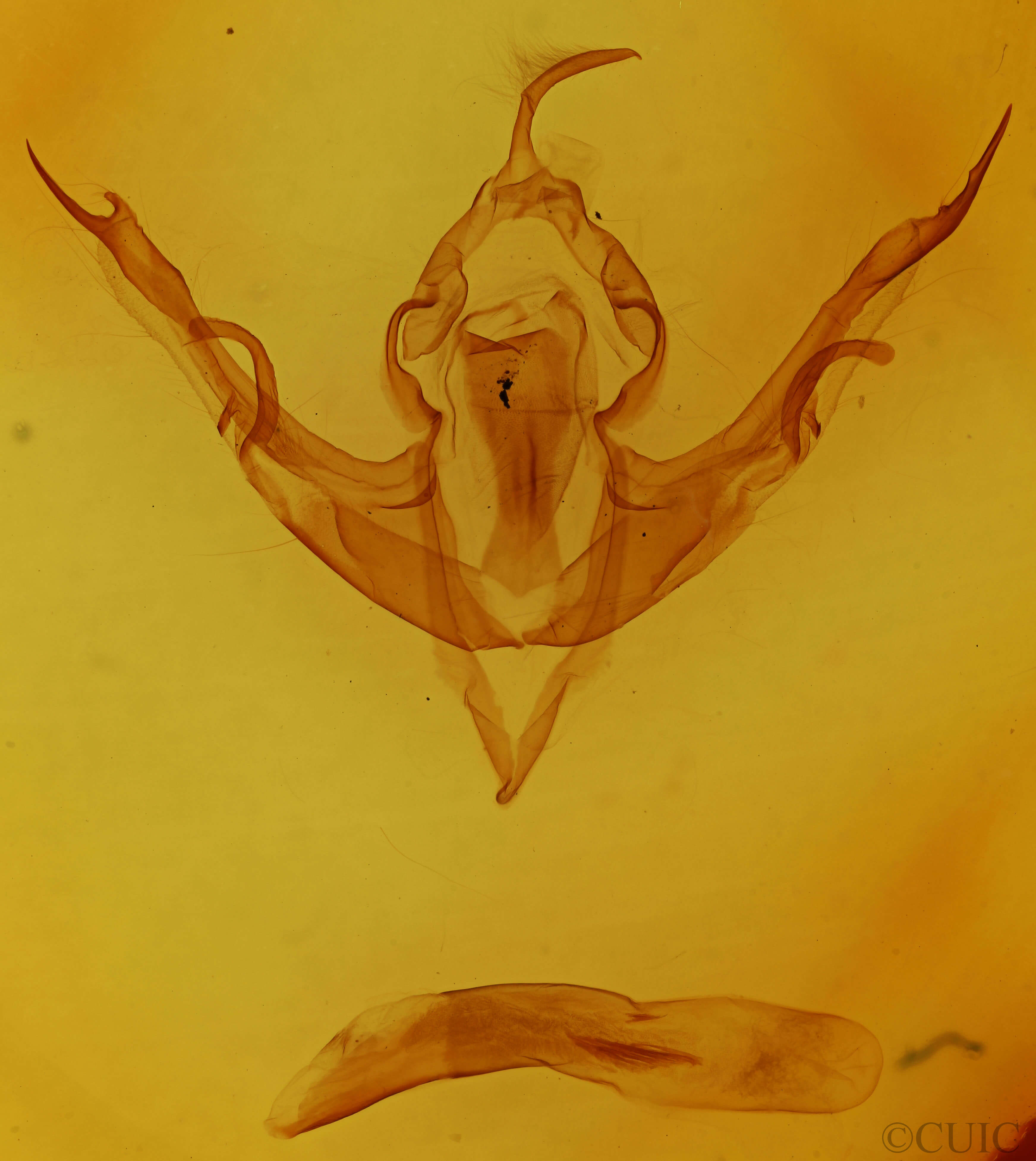 genitalia view of adult Lithophane viridipallens