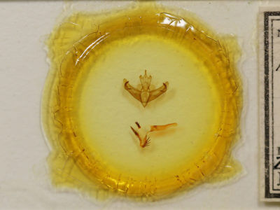 slide view of adult Miracavira sylvia