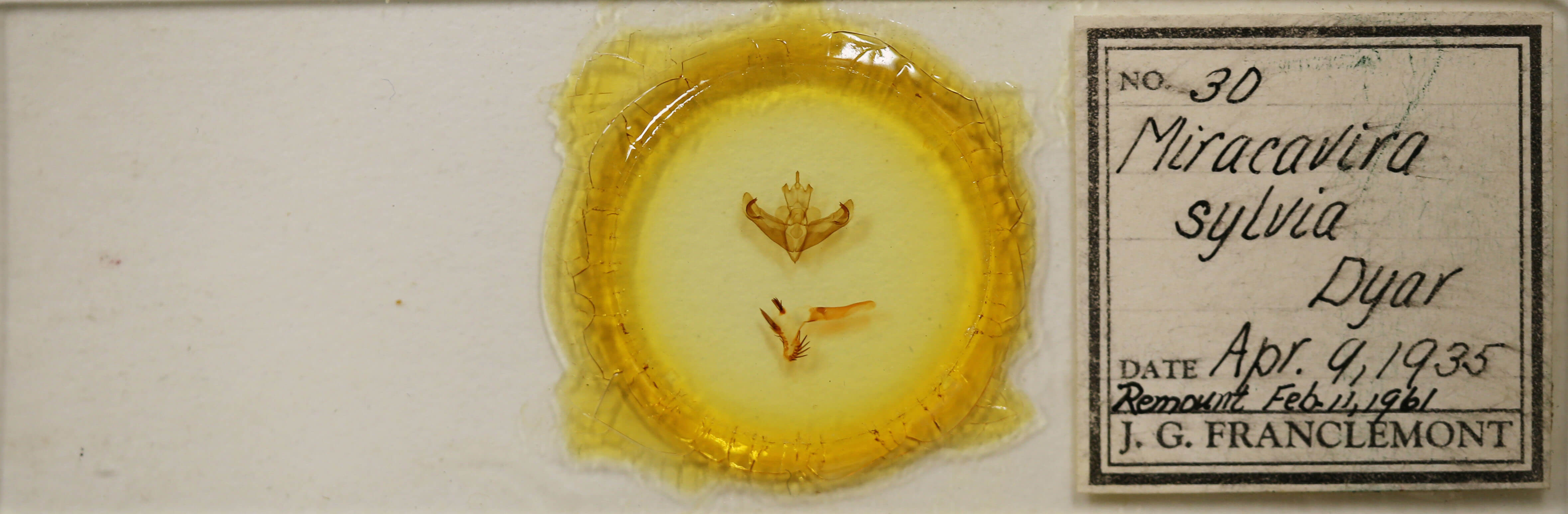 slide view of adult Miracavira sylvia