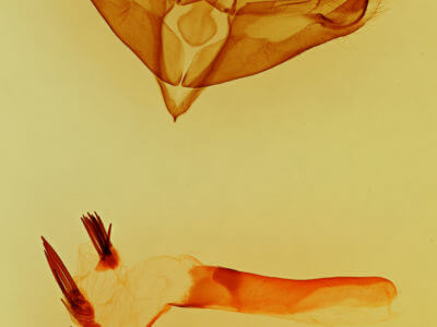 genitalia view of adult Miracavira sylvia