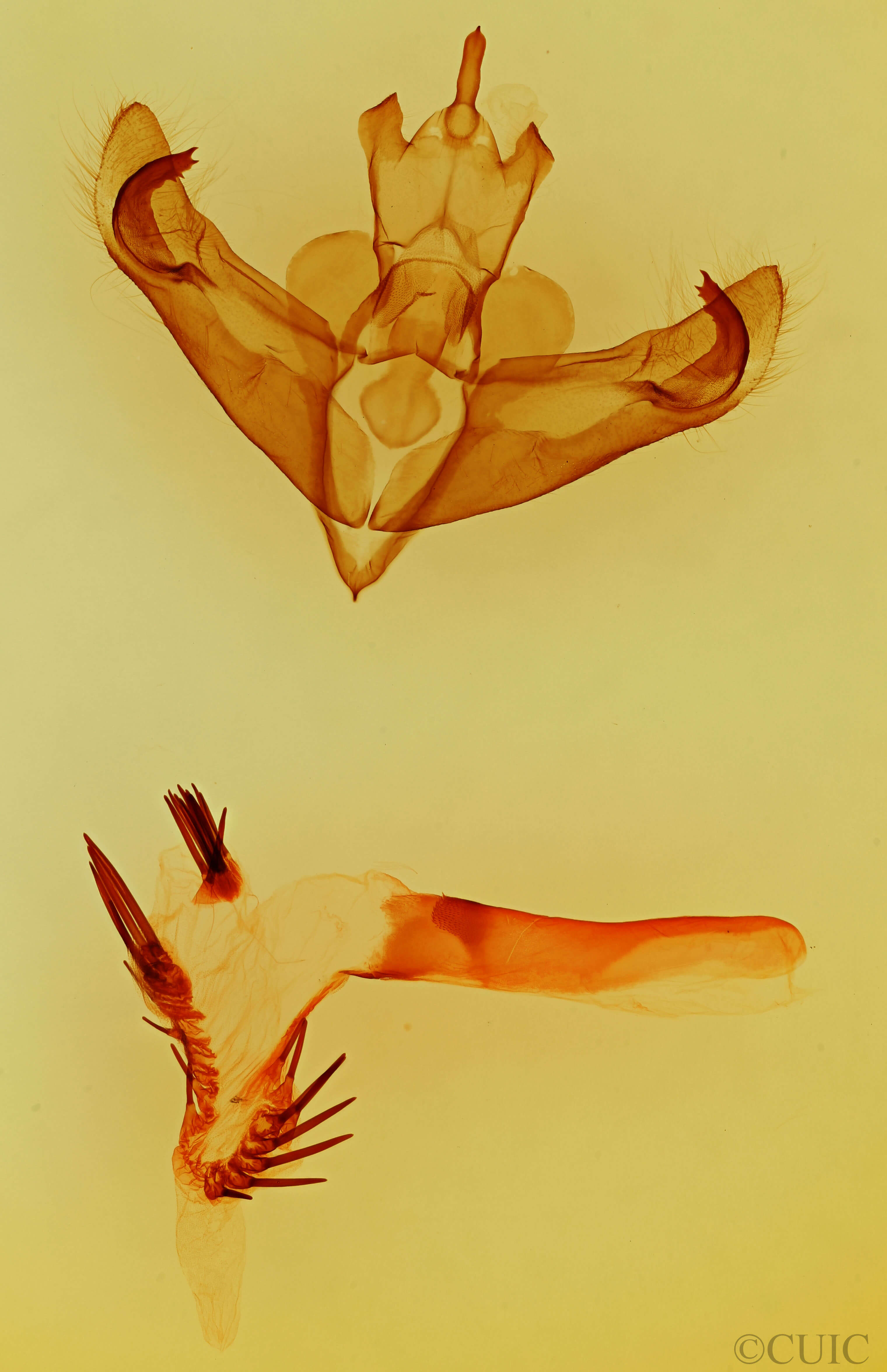 genitalia view of adult Miracavira sylvia