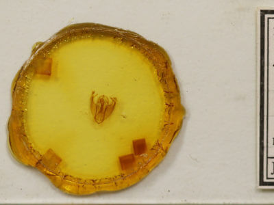 slide view of adult Pyreferra hesperidago