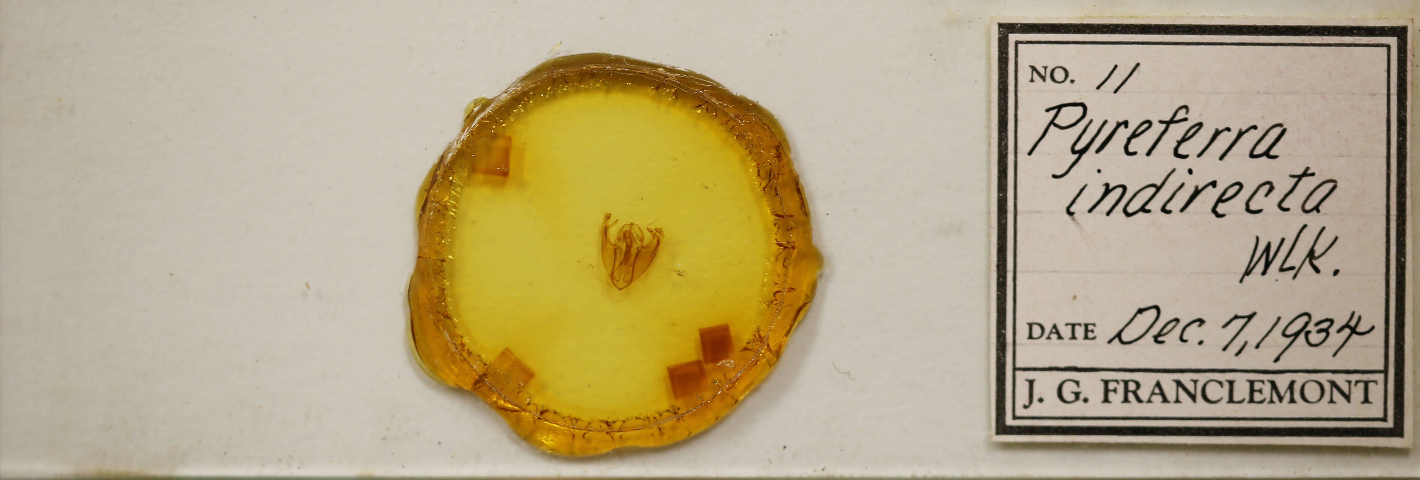 slide view of adult Pyreferra hesperidago