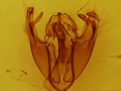 genitalia view of adult Pyreferra hesperidago