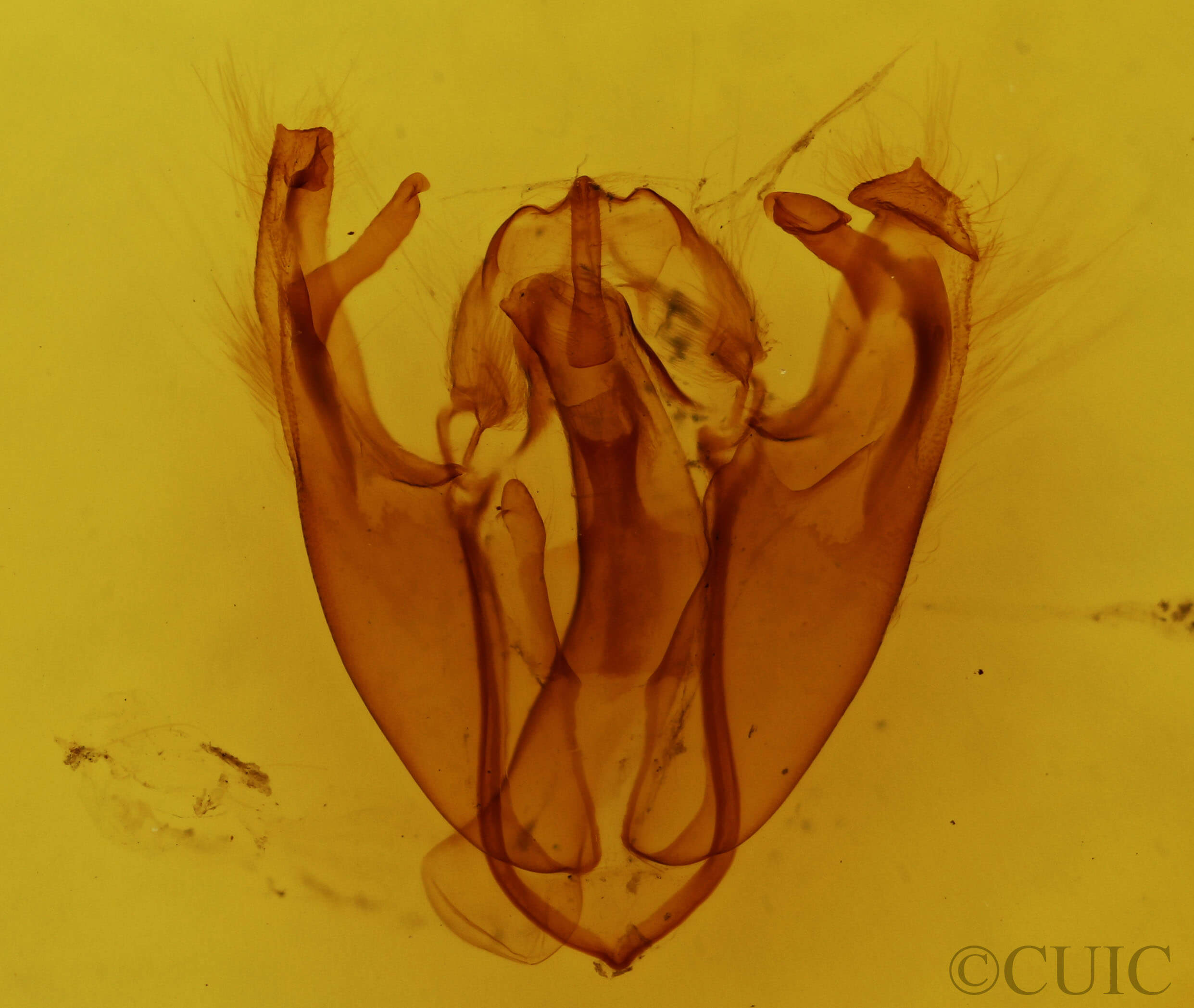 genitalia view of adult Pyreferra hesperidago