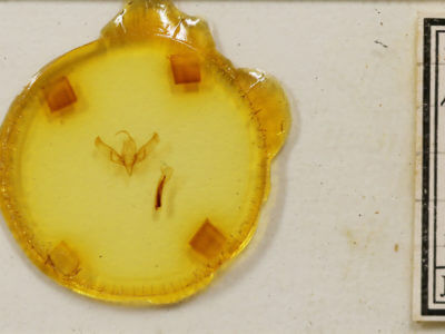 slide view of adult Sympistis badistriga