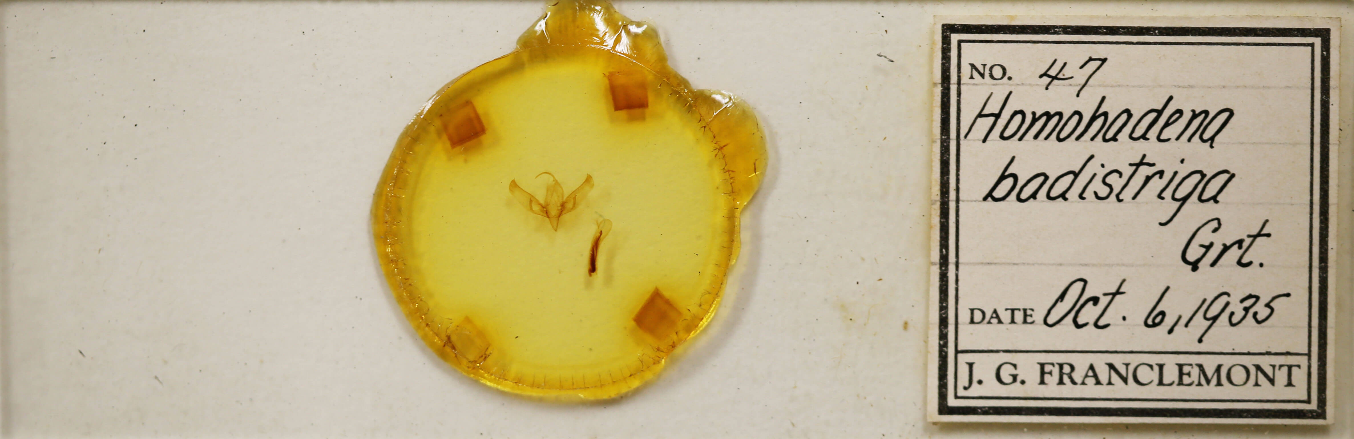 slide view of adult Sympistis badistriga