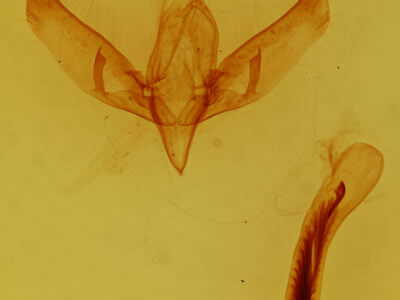 genitalia view of adult Sympistis badistriga