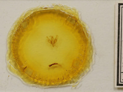 slide view of adult Sympistis saundersiana