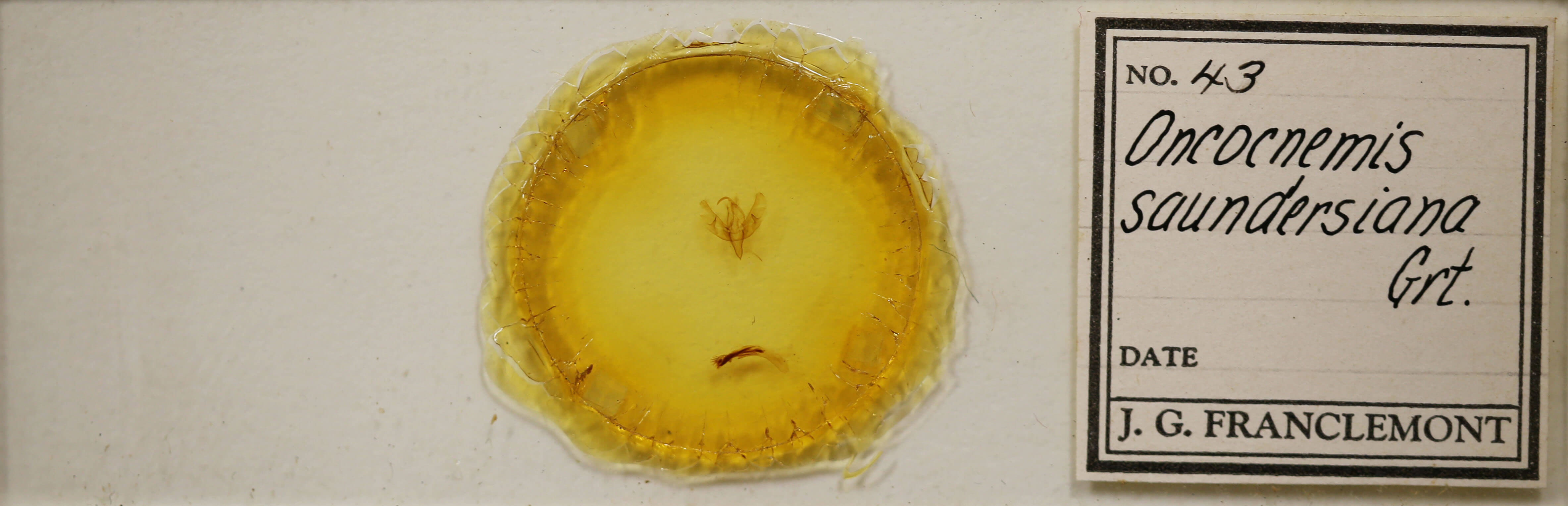 slide view of adult Sympistis saundersiana