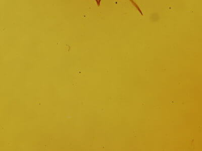 genitalia view of adult Sympistis saundersiana