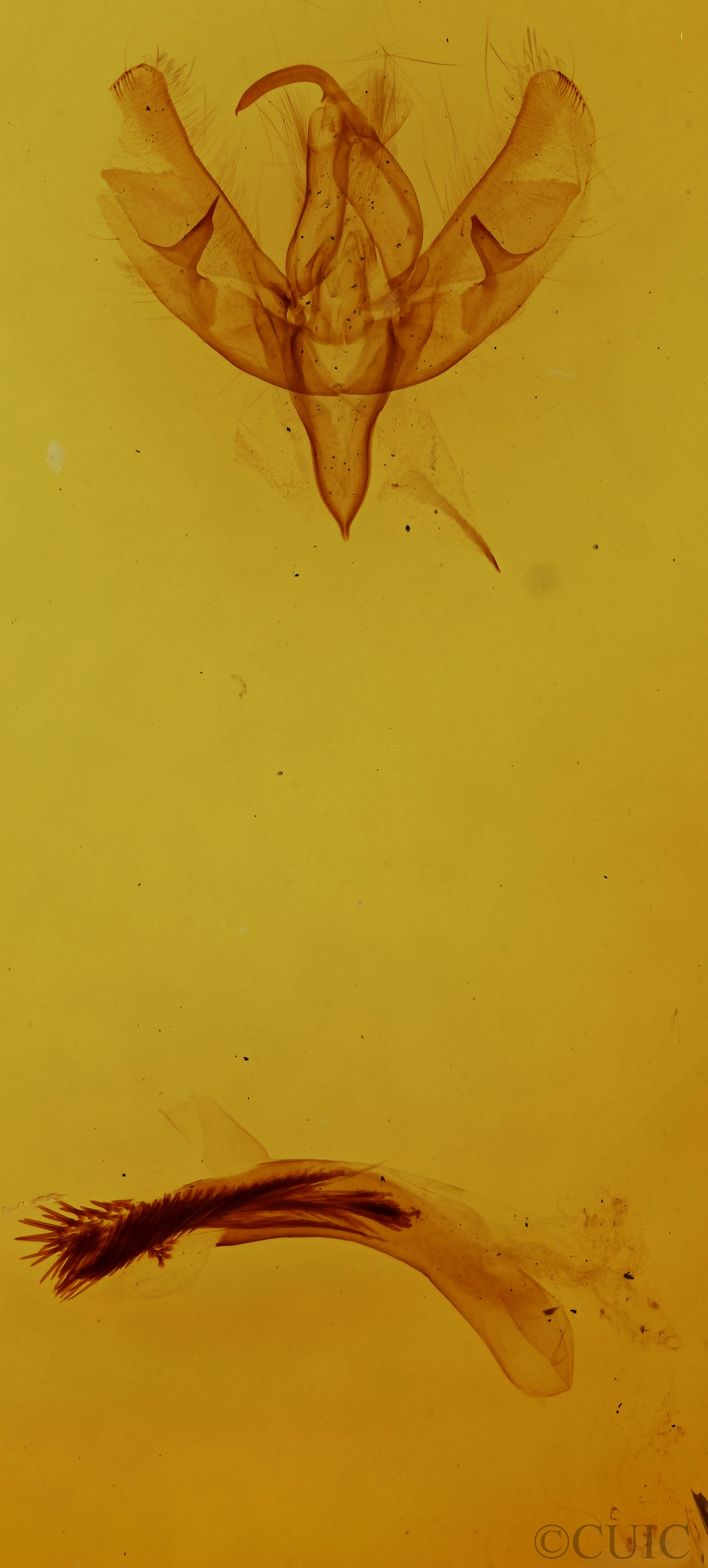 genitalia view of adult Sympistis saundersiana