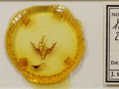 slide view of adult Xylena curvimacula