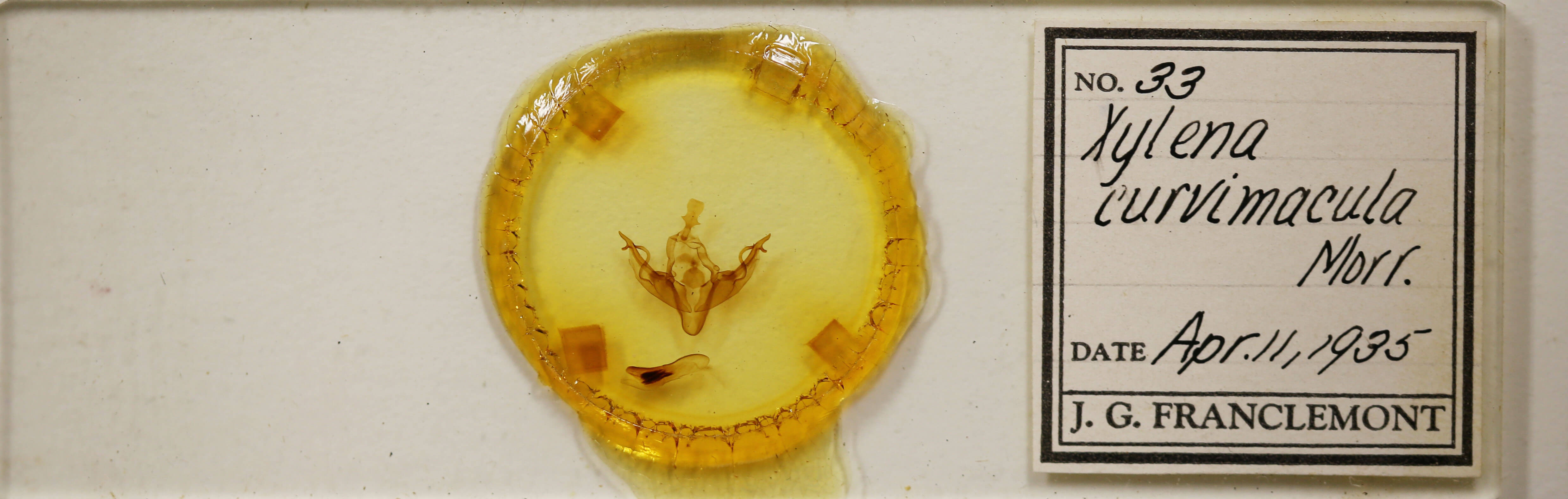 slide view of adult Xylena curvimacula