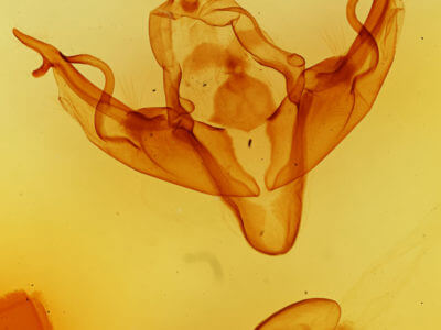 genitalia view of adult Xylena curvimacula