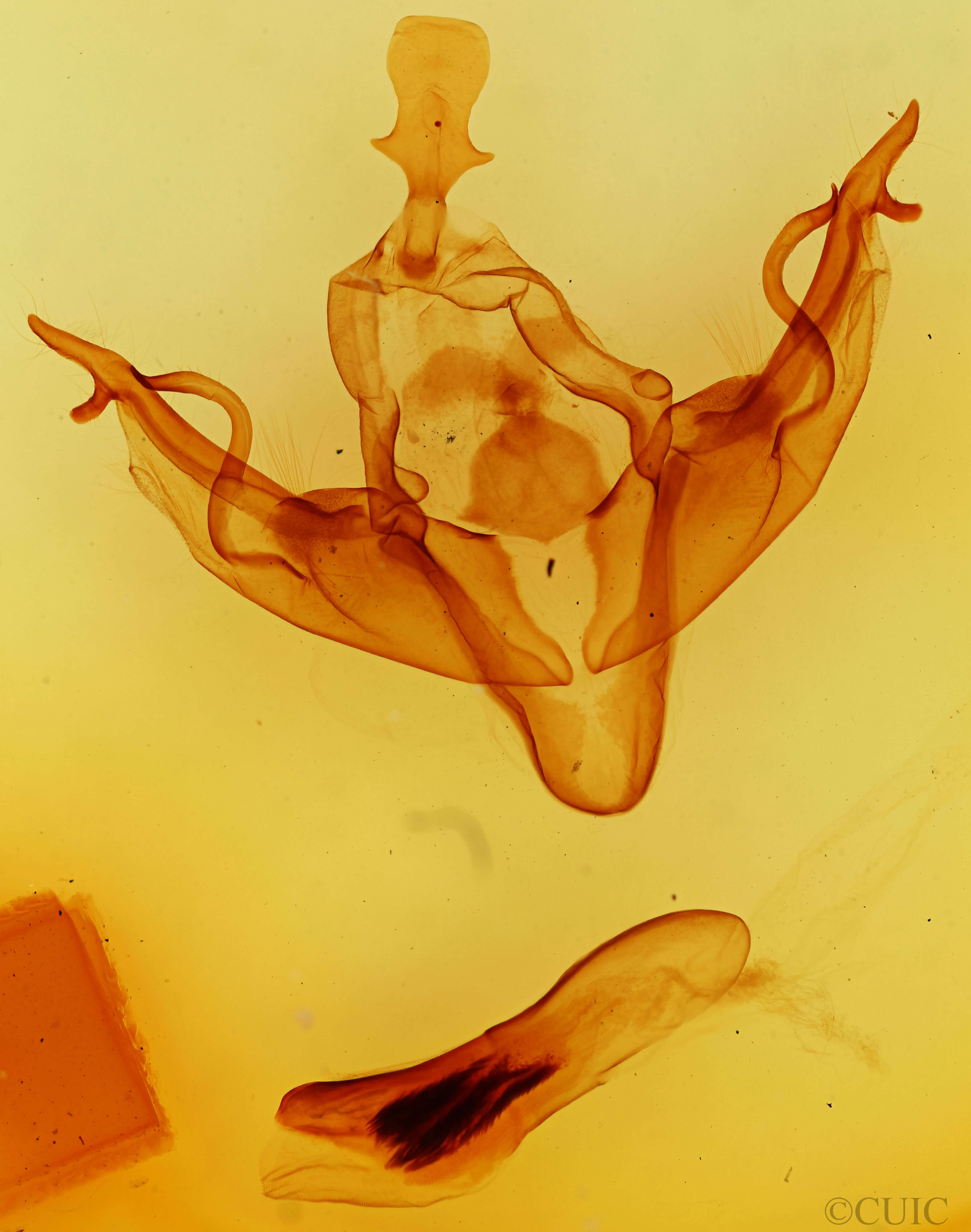 genitalia view of adult Xylena curvimacula
