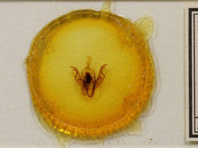 slide view of adult Xylena curvimacula