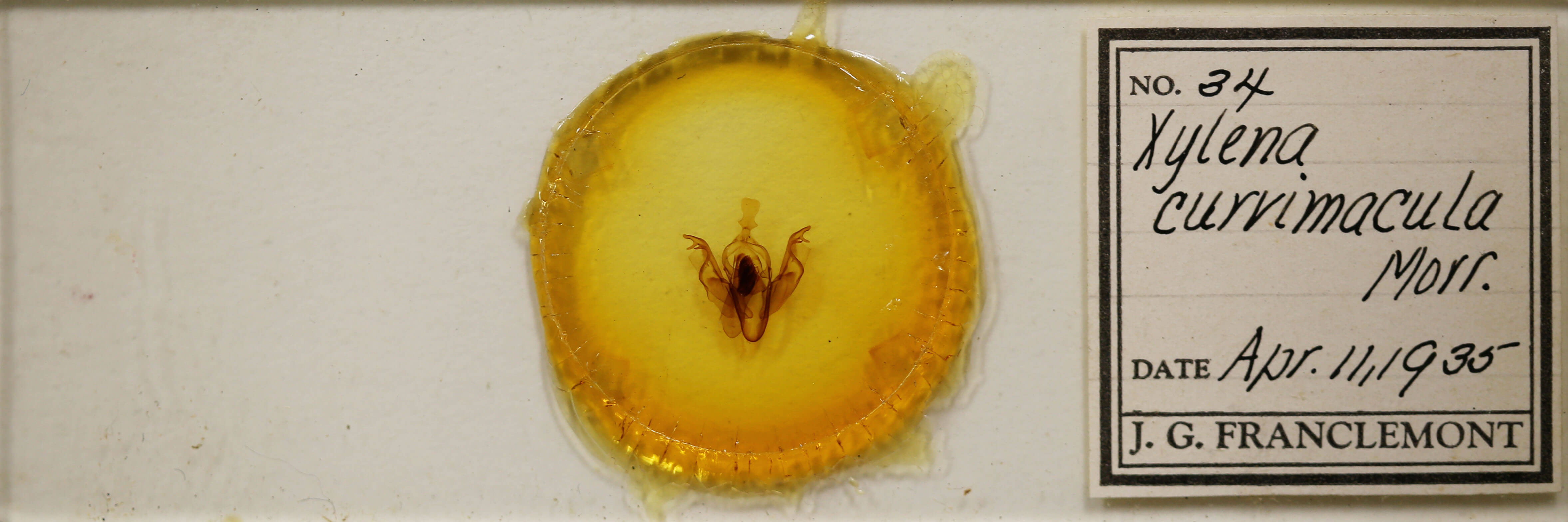 slide view of adult Xylena curvimacula