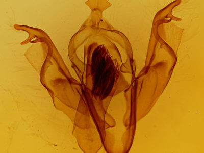 genitalia view of adult Xylena curvimacula