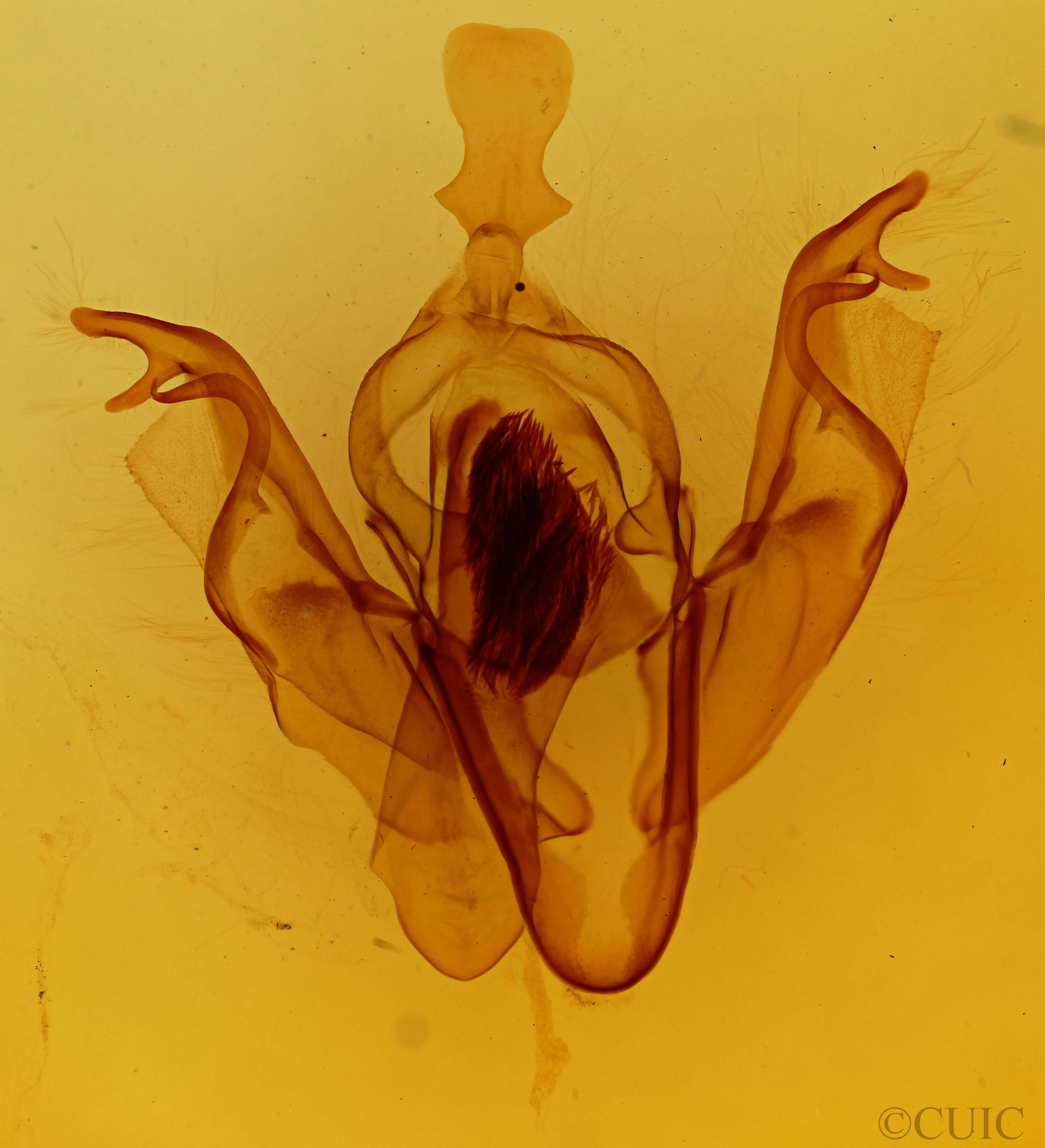 genitalia view of adult Xylena curvimacula