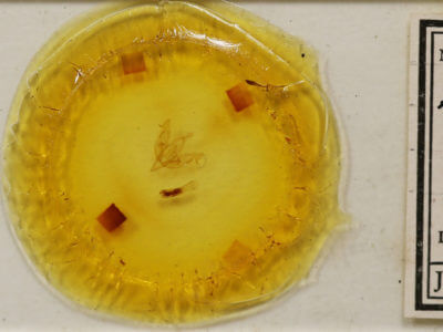 slide view of adult Xylocampa areola