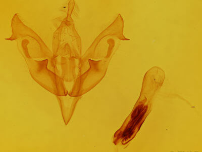 genitalia view of adult Xylocampa areola