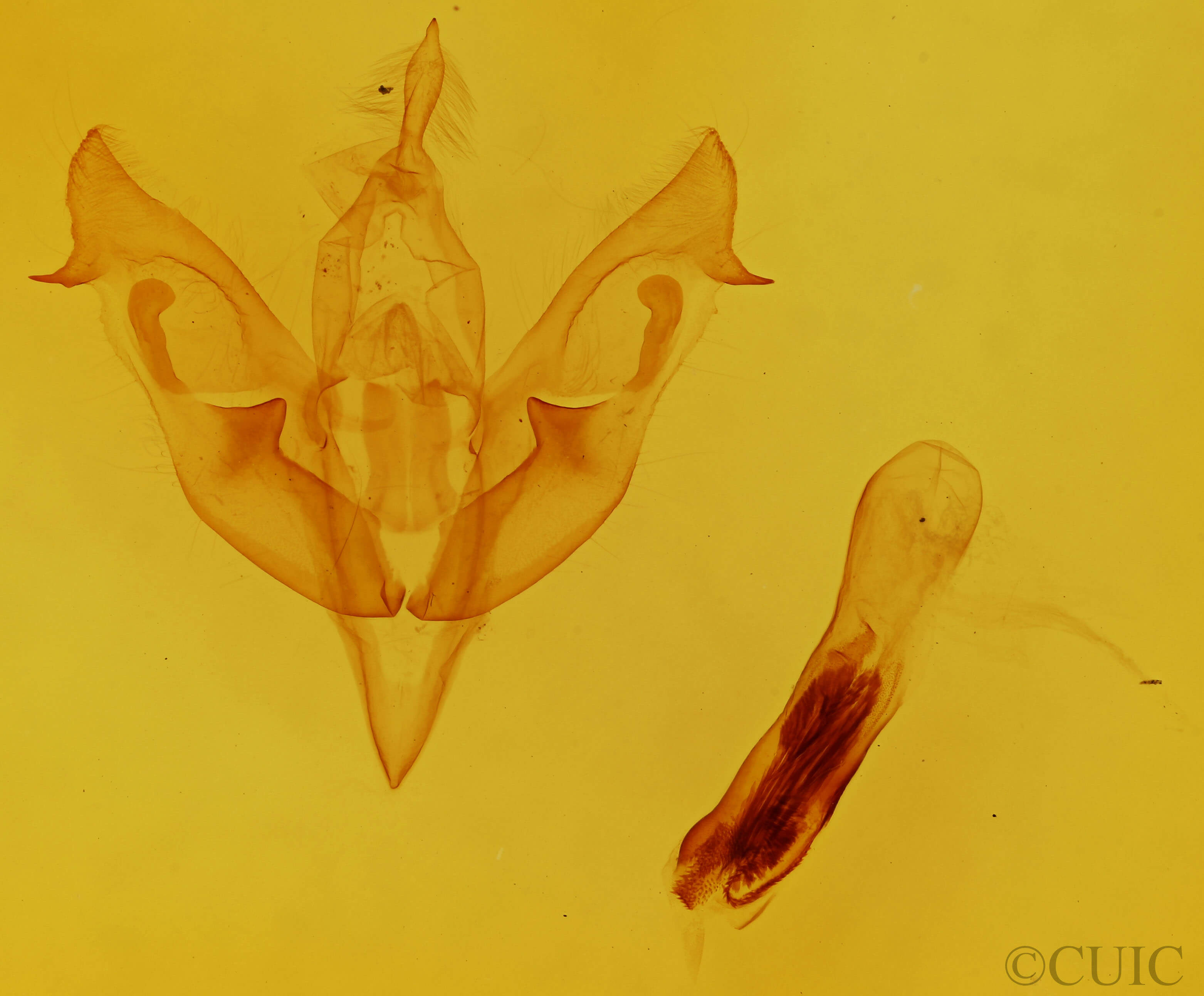 genitalia view of adult Xylocampa areola
